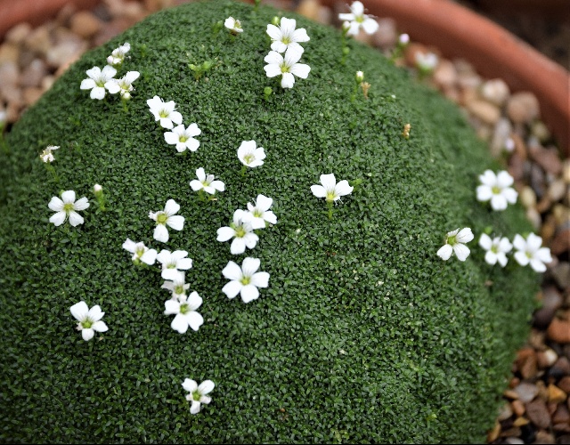 Gypsophila aretioides